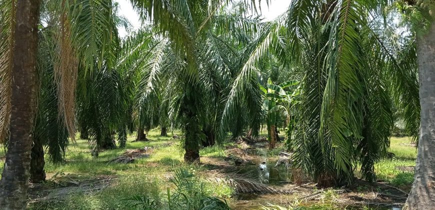 Agricultural Land