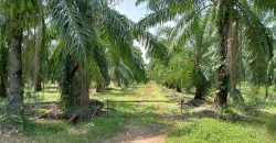 Agricultural Land