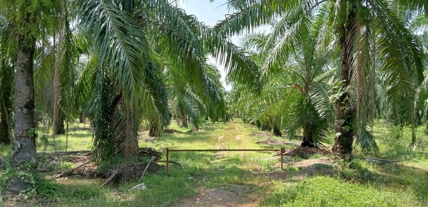 Agricultural Land