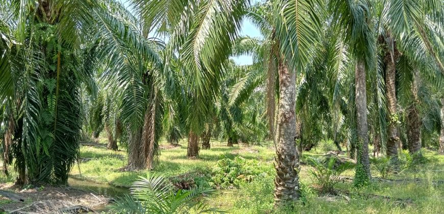 Agricultural Land