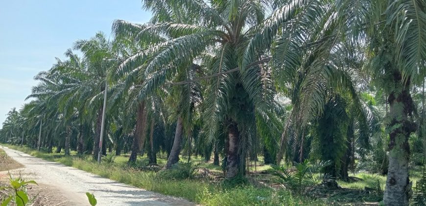 Agricultural Land